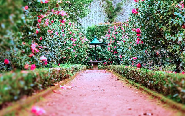 Landscaping Plants