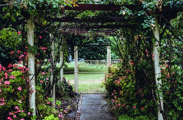 Landscaping Plants