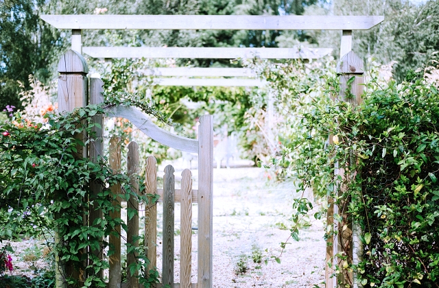 Landscaping Plants