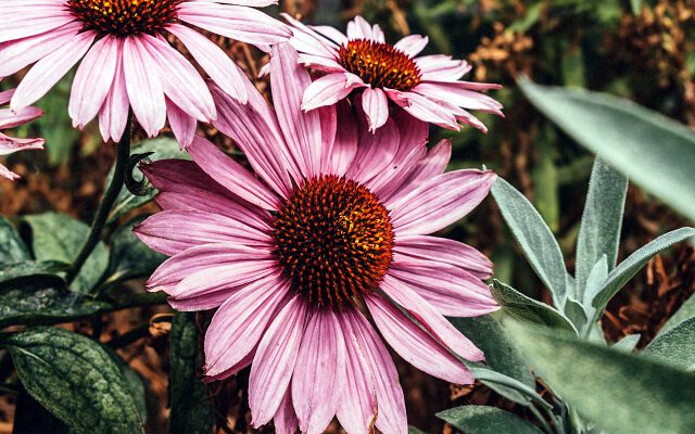 Landscaping Plants