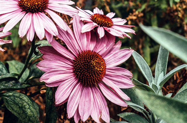 Landscaping Plants