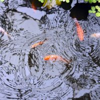 Landscaping Pond