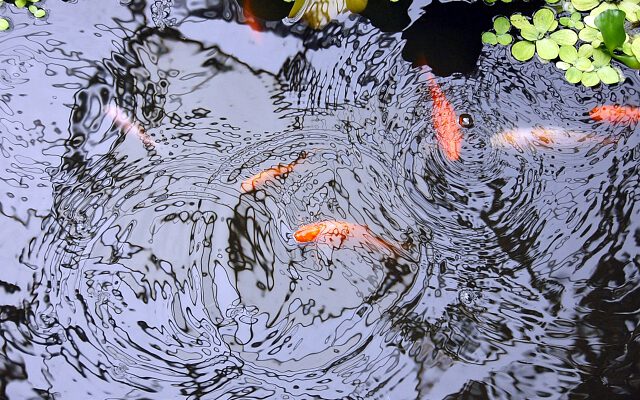 Landscaping Pond