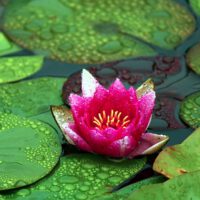 Landscaping Pond