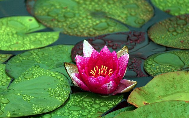 Landscaping Pond