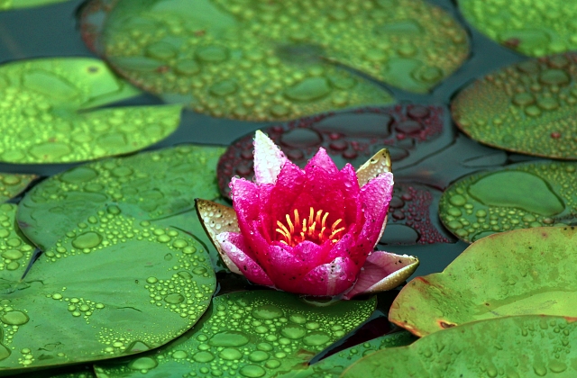 Landscaping Pond