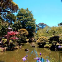 Landscaping Pond