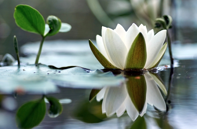 Landscaping Pond