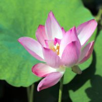 Landscaping Pond