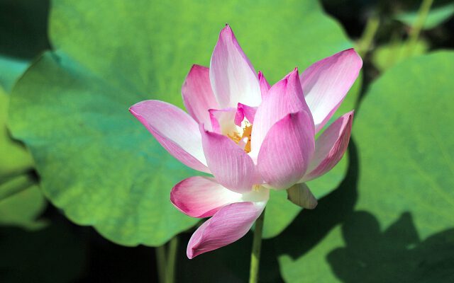 Landscaping Pond