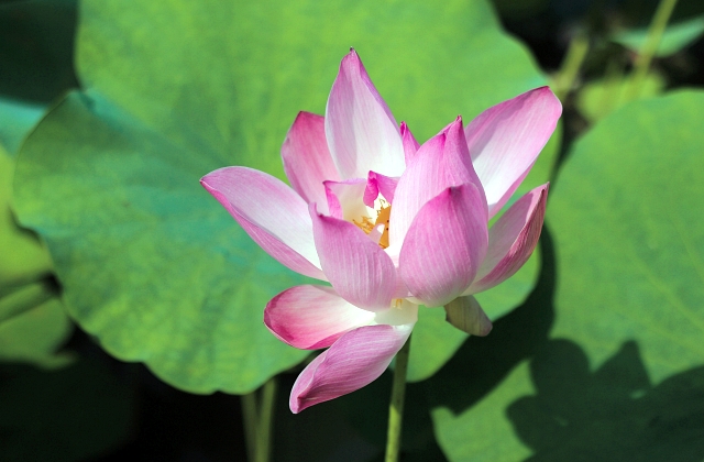 Landscaping Pond